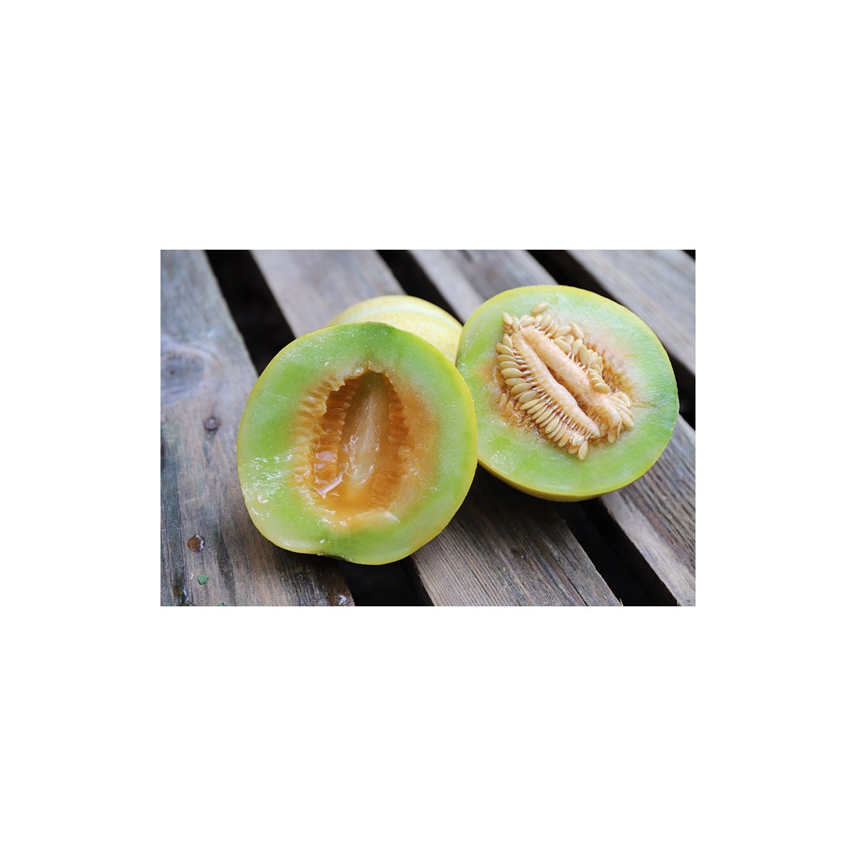 Melon Ananas d'Amérique