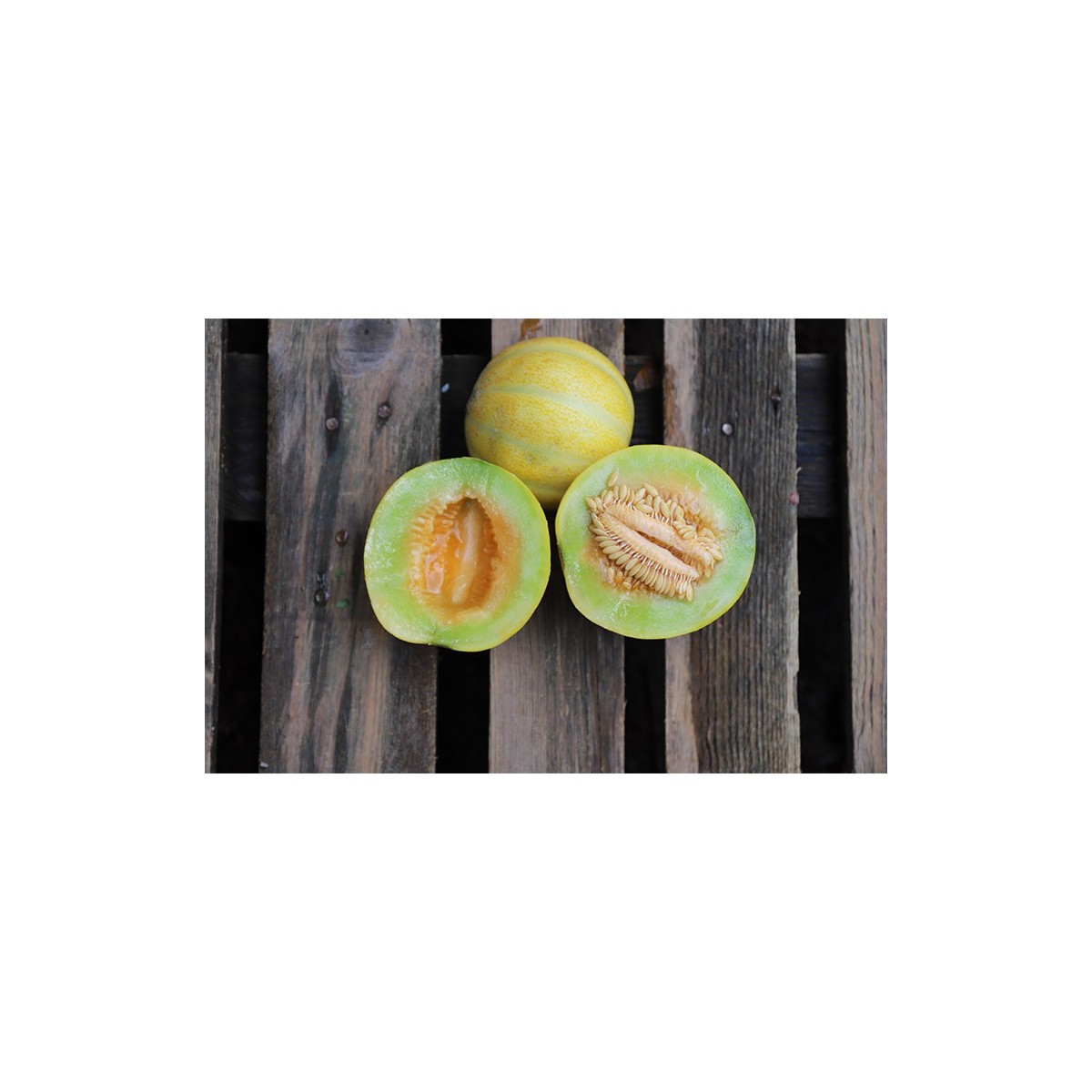Semences de Melon Ananas d'Amérique bio