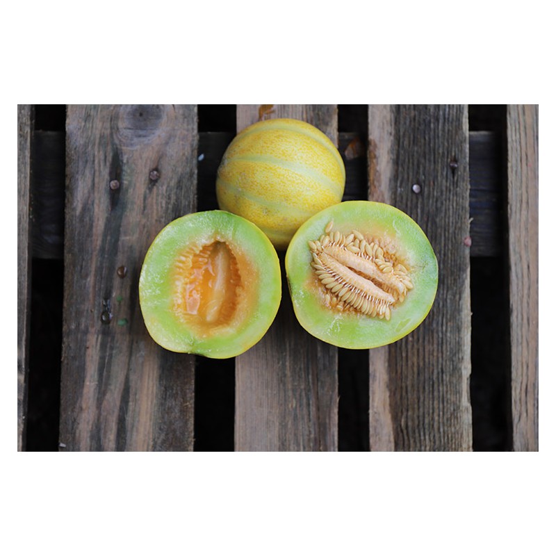 Semences de Melon Ananas d'Amérique bio