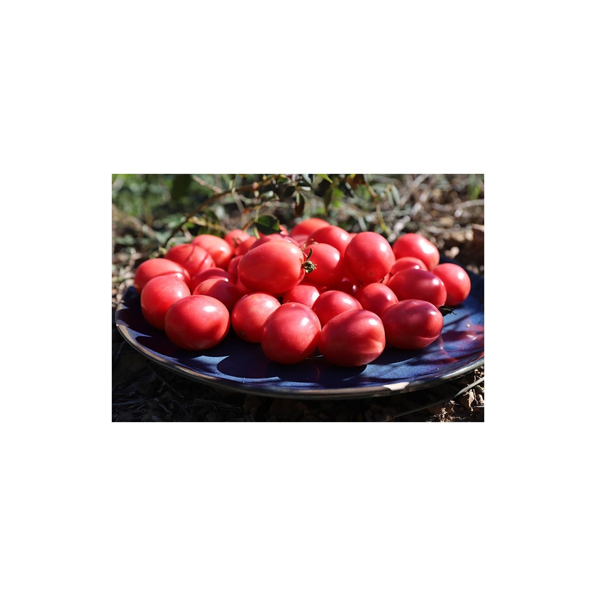 Tomate Cerise Rose de Podlaki