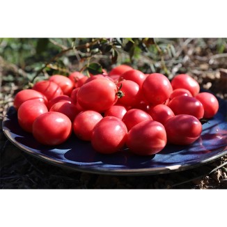 Tomate Cerise Rose de Podlaki