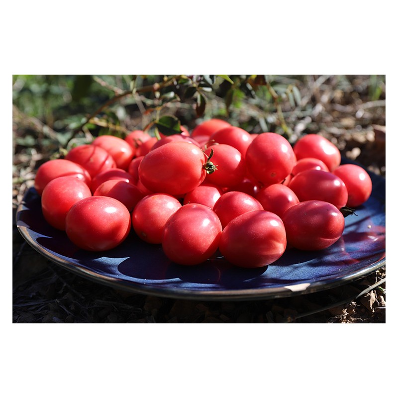 Tomate Cerise Rose de Podlaki