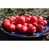 Tomate Cerise Rose de Podlaki