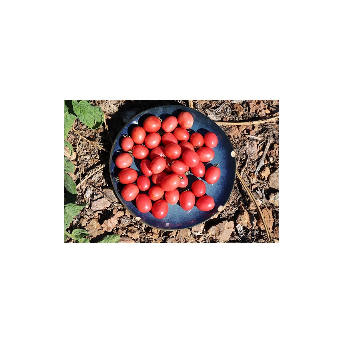 Tomate cerise rose de Podlaki semences bio
