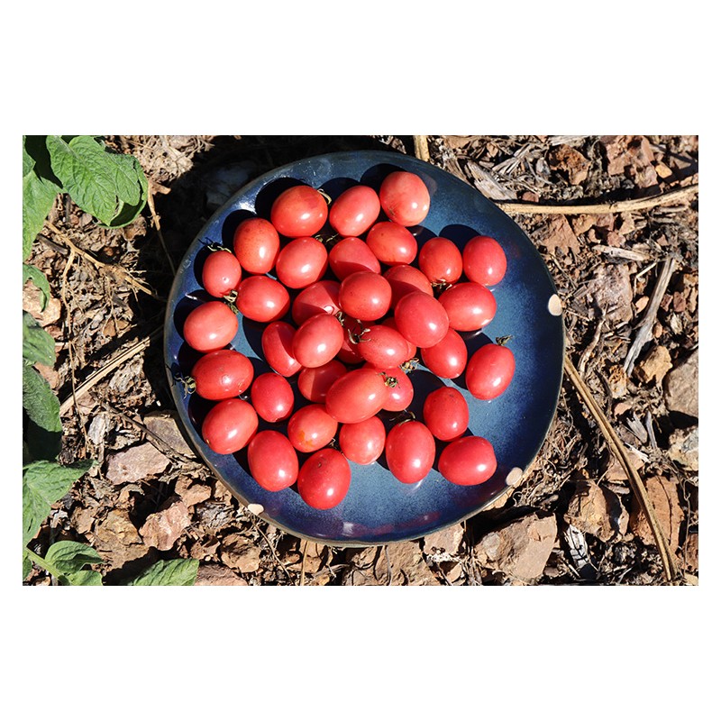 Tomate cerise rose de Podlaki semences bio