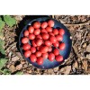 Tomate cerise rose de Podlaki semences bio