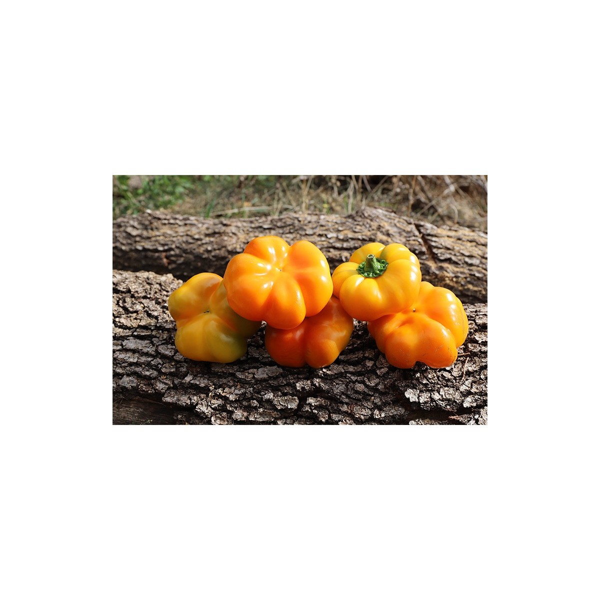 Poivron Mandarine PRECOCE