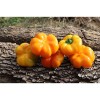 Poivron Mandarine PRECOCE