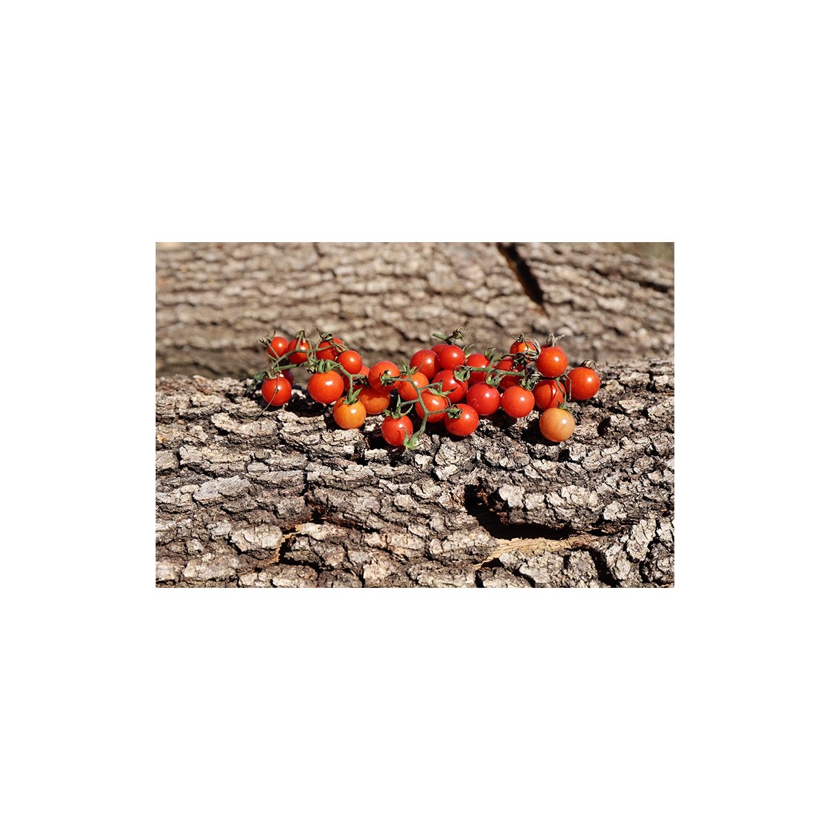 Tomate cerise Sauvage du Mexique