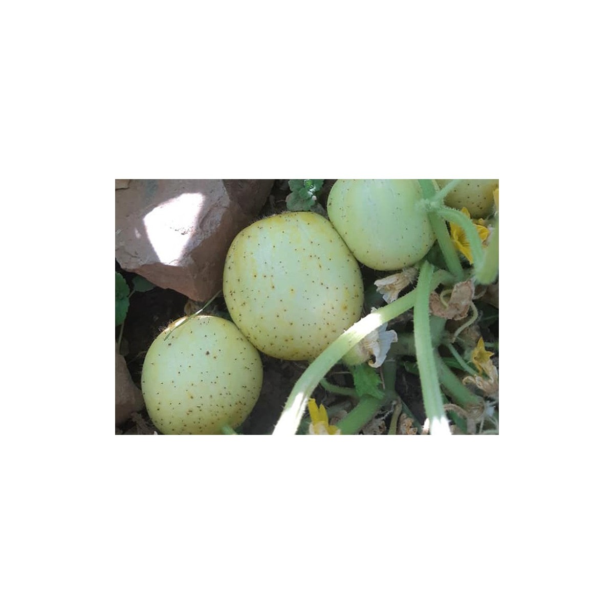 Concombre citron doux un des meilleurs !