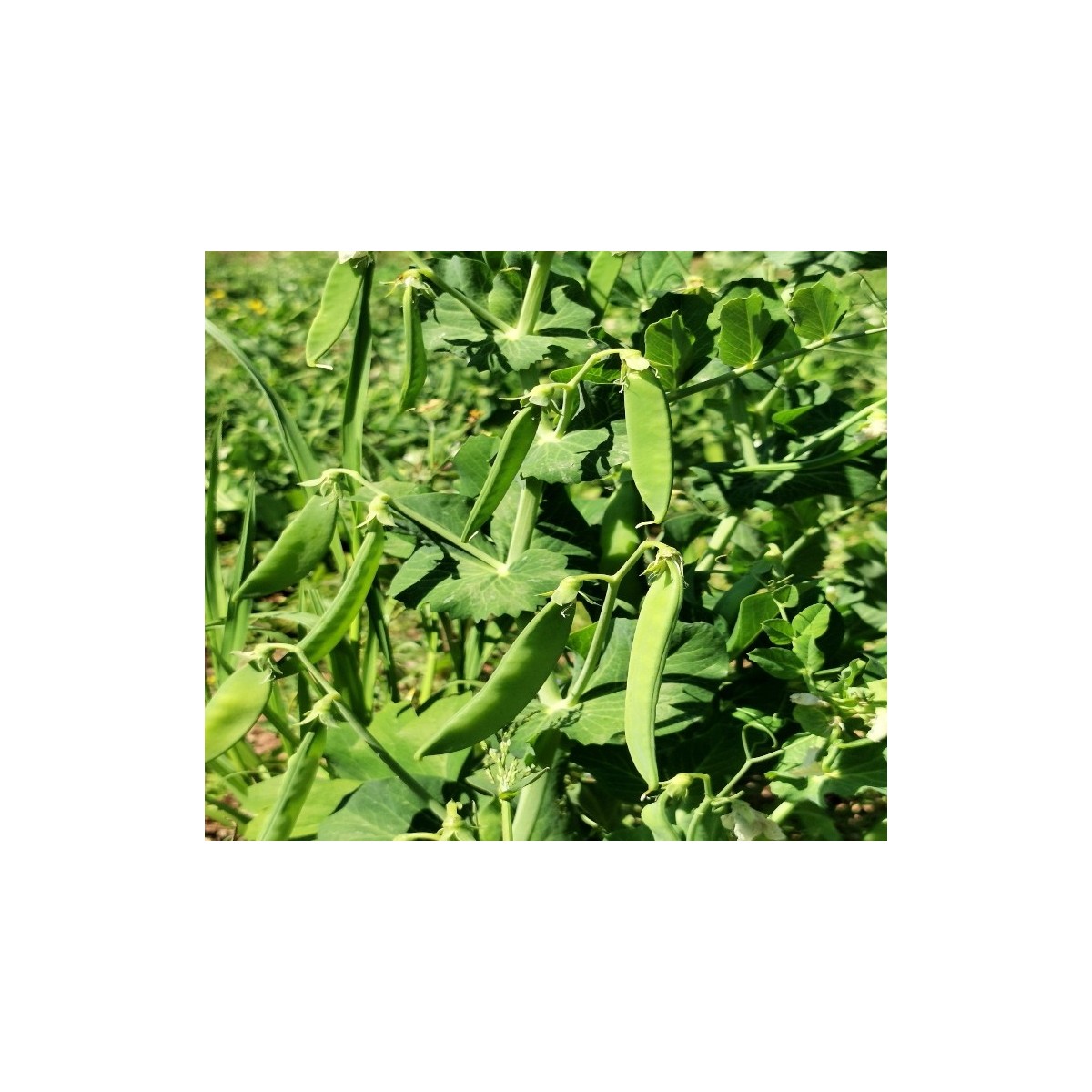 Pois Mangetout Ambrosia demi-nain