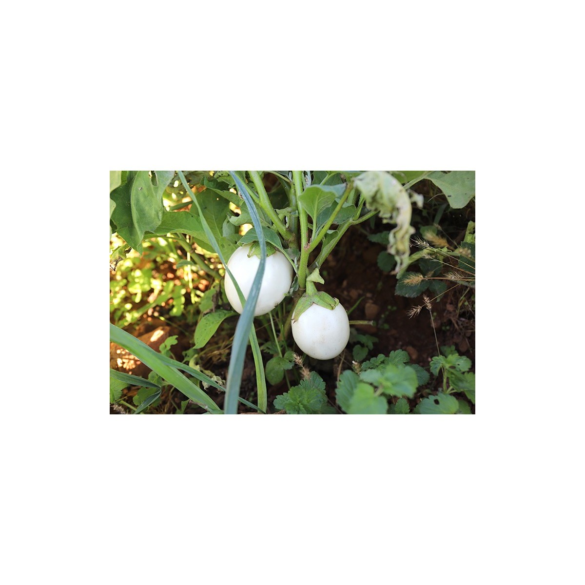 Aubergine blanche ronde à Oeuf  blanche variété ancienne précoce bio