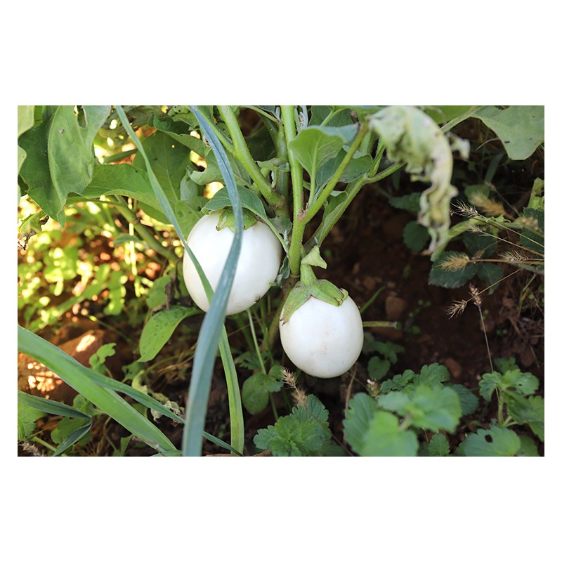 Aubergine blanche ronde à Oeuf  blanche variété ancienne précoce bio