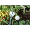 Aubergine blanche ronde à Oeuf  blanche variété ancienne précoce bio