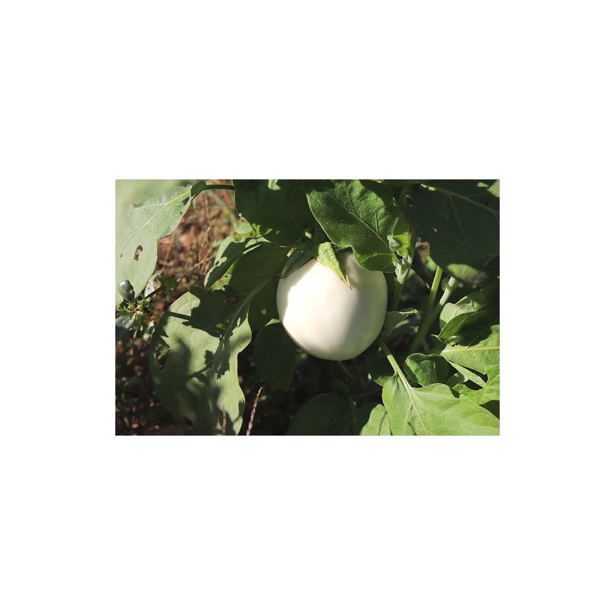 Aubergine Œuf Blanc