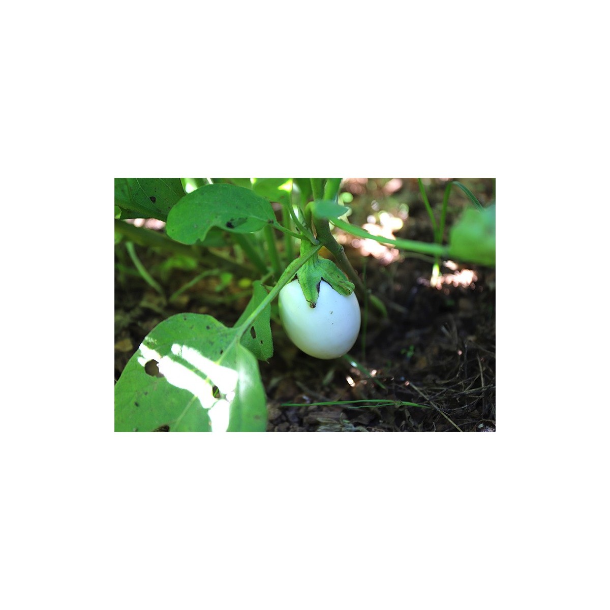 Aubergine blanche ronde à Oeuf  blanche variété ancienne précoce bio
