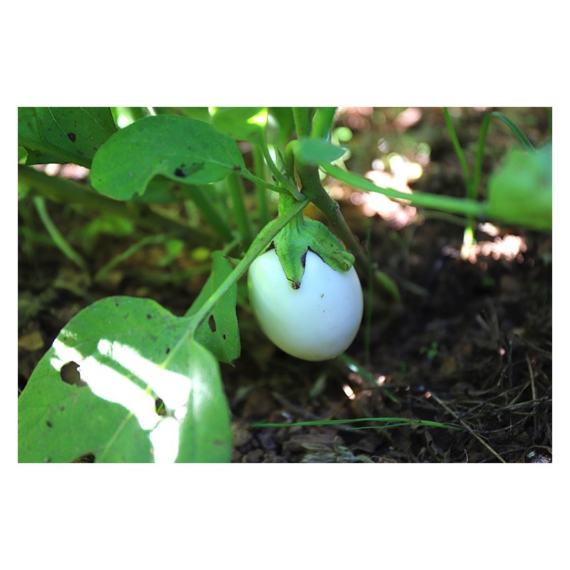 Aubergine blanche ronde à Oeuf  blanche variété ancienne précoce bio