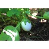 Aubergine blanche ronde à Oeuf  blanche variété ancienne précoce bio