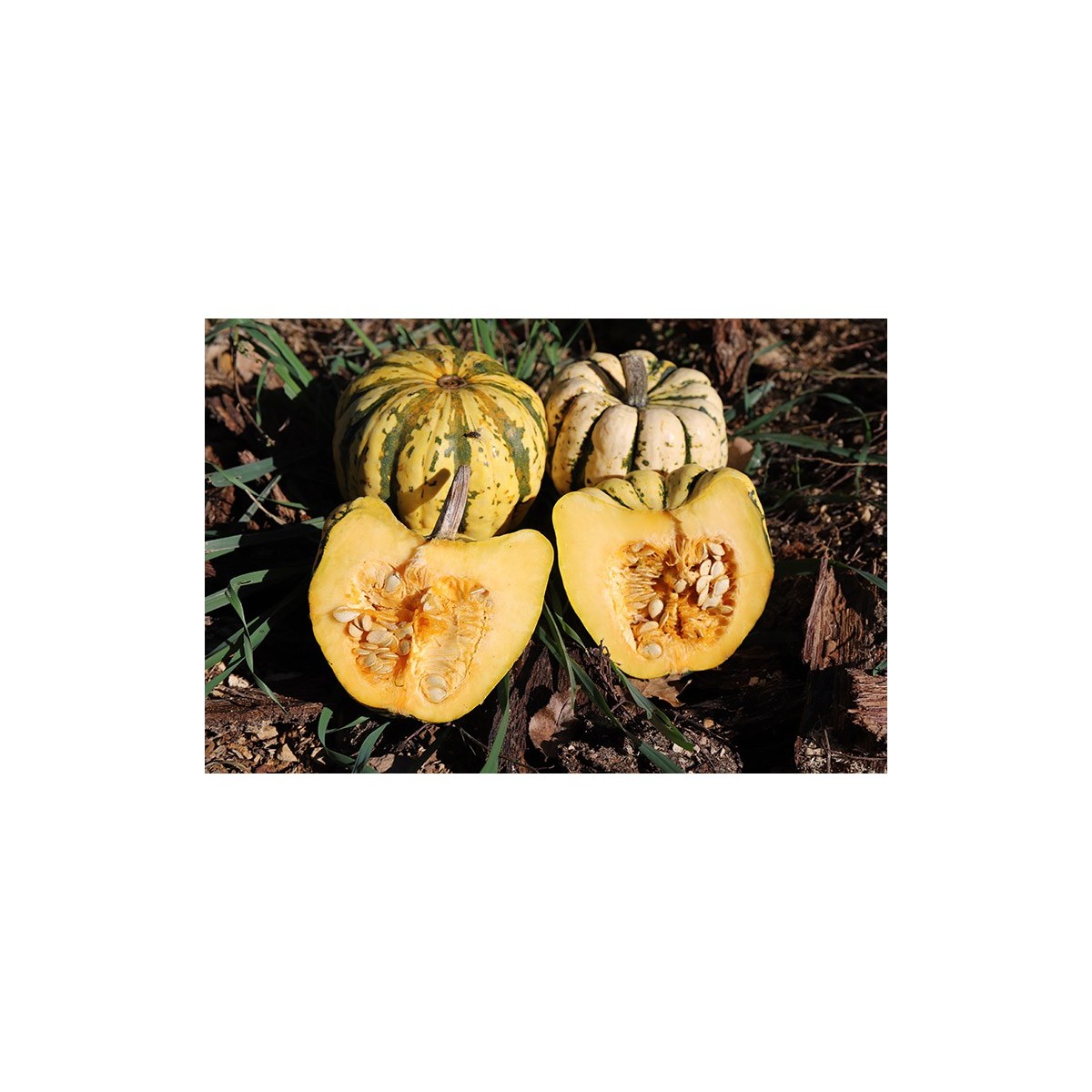 Courge Patidou ou Sweet Dumpling