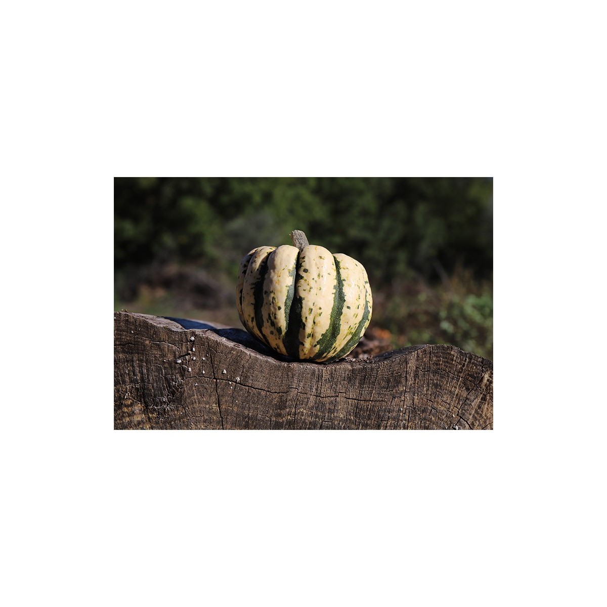 Semence biologique de Courge Patidou Sweet Dumpling