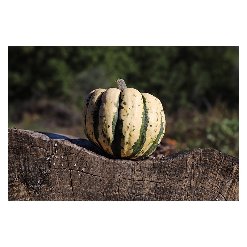 Semence biologique de Courge Patidou Sweet Dumpling