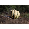 Semence biologique de Courge Patidou Sweet Dumpling