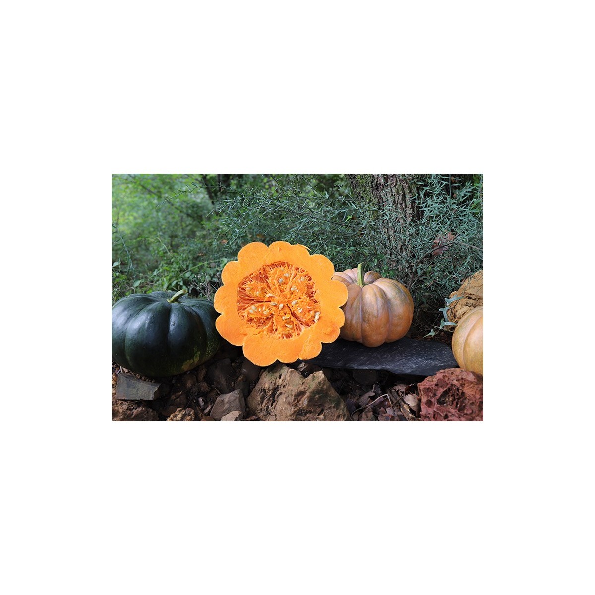 Courge Musquée de Provence
