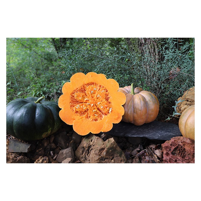 Courge Musquée de Provence