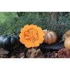 Courge Musquée de Provence