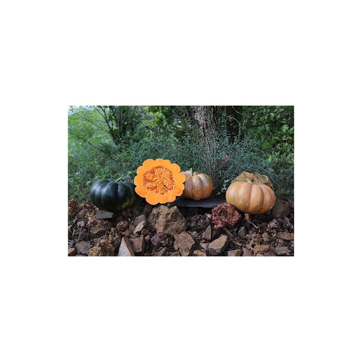 Courge citrouille Musquée de Provence. Semences biologiques.