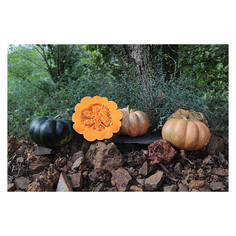 Courge citrouille Musquée de Provence. Semences biologiques.