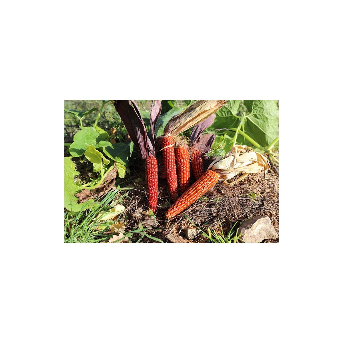 MAÏS Pueblo Rouge variété rustique