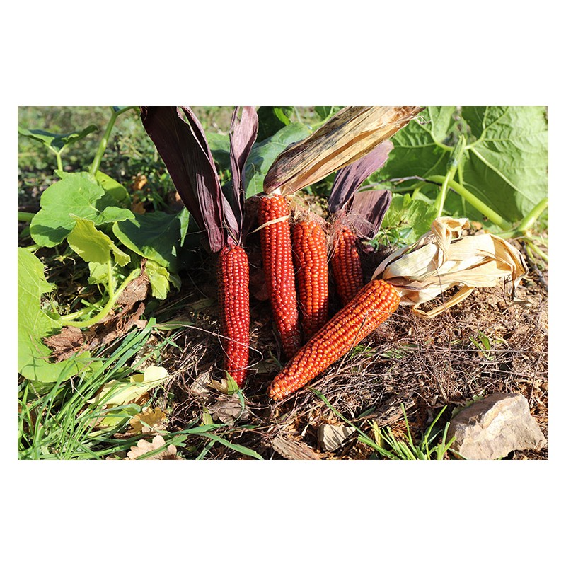 MAÏS Pueblo Rouge variété rustique