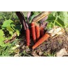 MAÏS Pueblo Rouge variété rustique