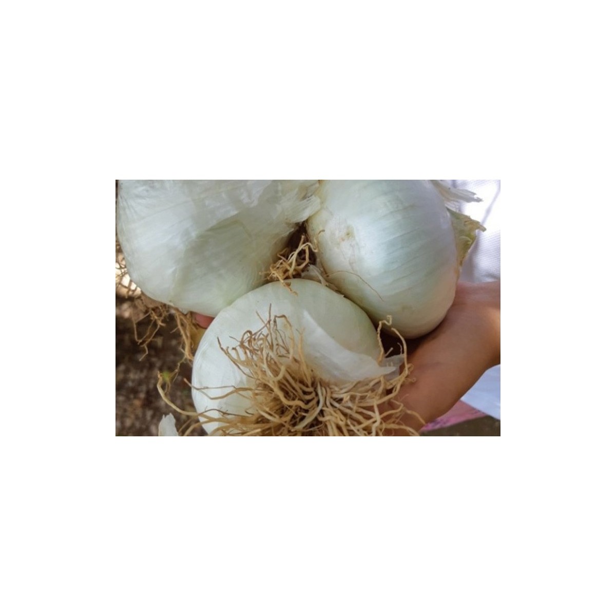 Oignon blanc de Rebouillon semences biologiques