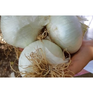 Oignon blanc de Rebouillon semences biologiques