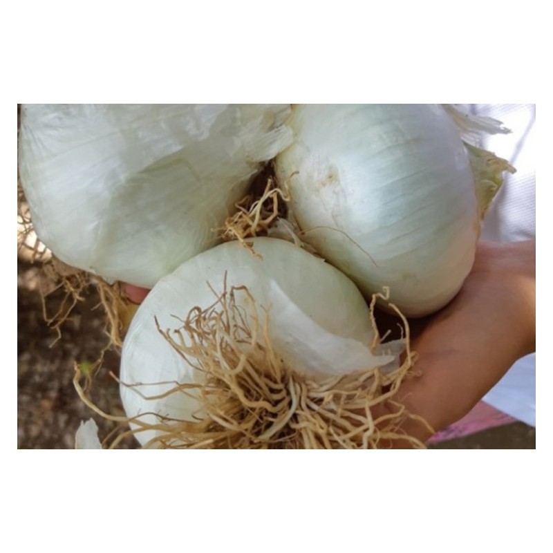 Oignon blanc de Rebouillon semences biologiques