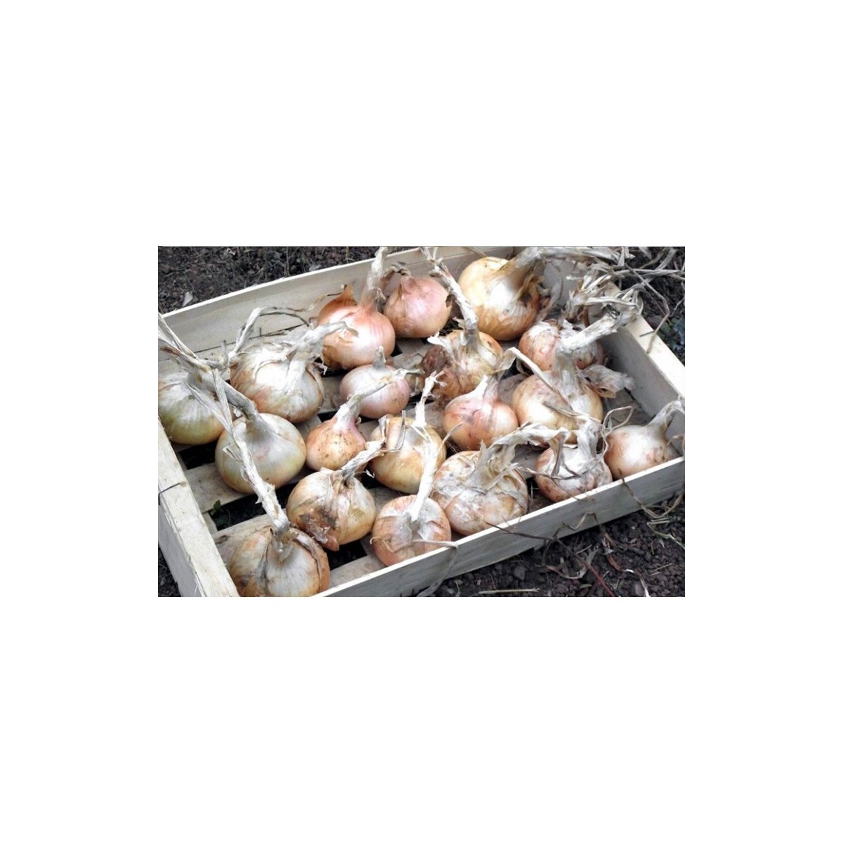 Oignons doux de Lézignan graines bio