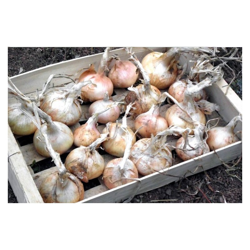 Oignons doux de Lézignan graines bio