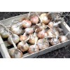 Oignons doux de Lézignan graines bio