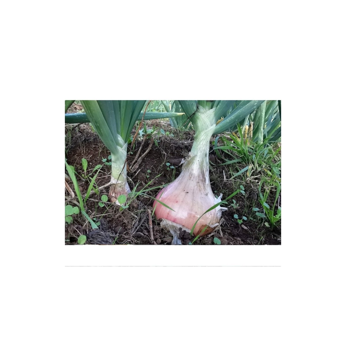 Oignons doux de Lézignan graines bio