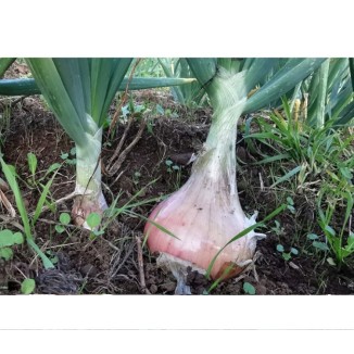 Oignons doux de Lézignan graines bio