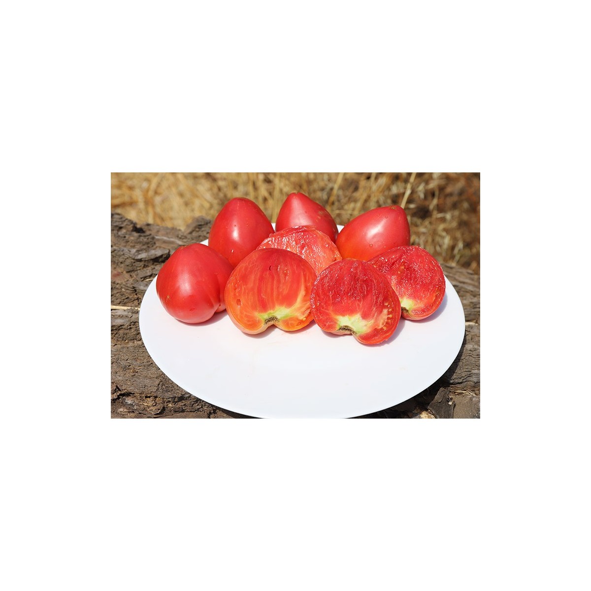 Tomate Cœur de Bœuf Anna Russe