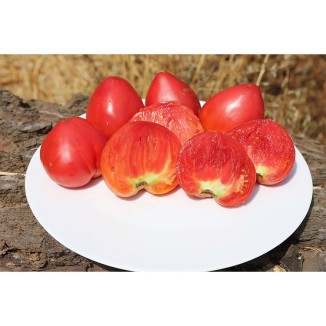 Tomate cerise orange Bio - L'atelier des bons plants