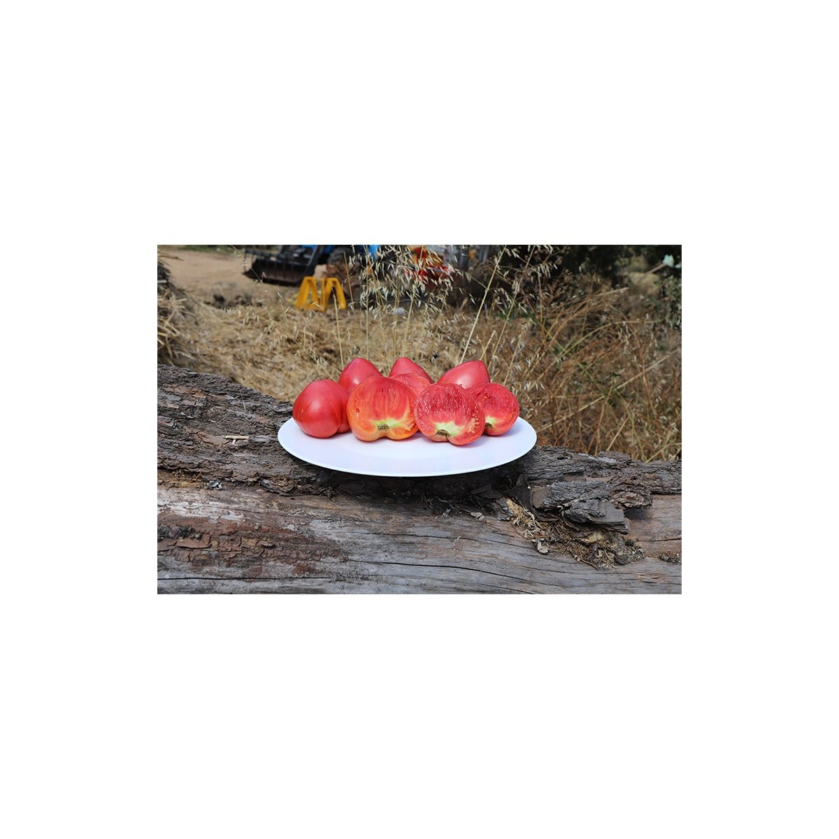 Graines de tomate coeur de boeuf Anna russe vente en ligne