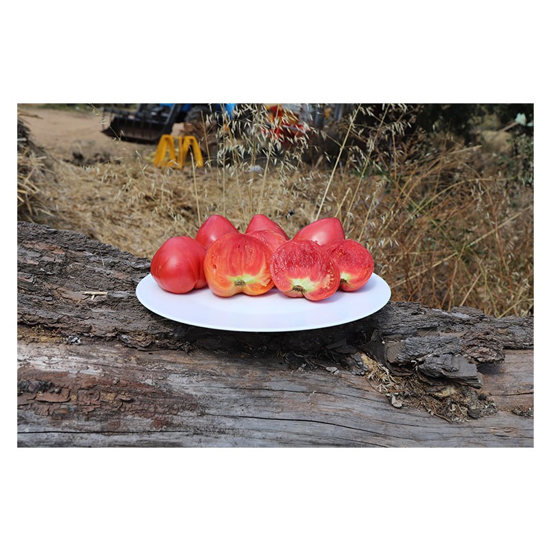 Graines de tomate coeur de boeuf Anna russe vente en ligne