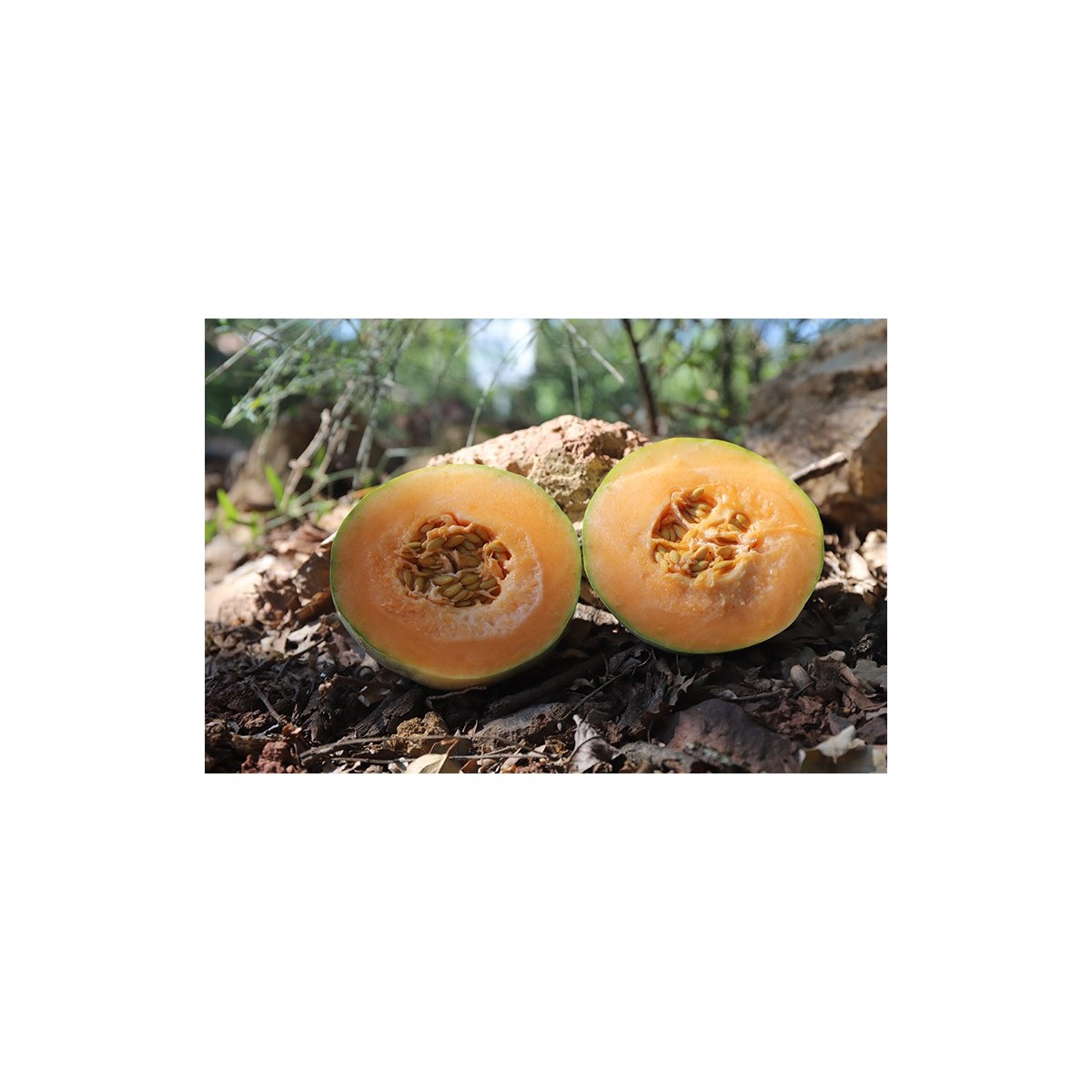 Melon Diamex Charentais