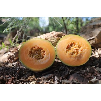 Nos graines potagères melon Vert Olive d'hiver bio - La Bonne Graine