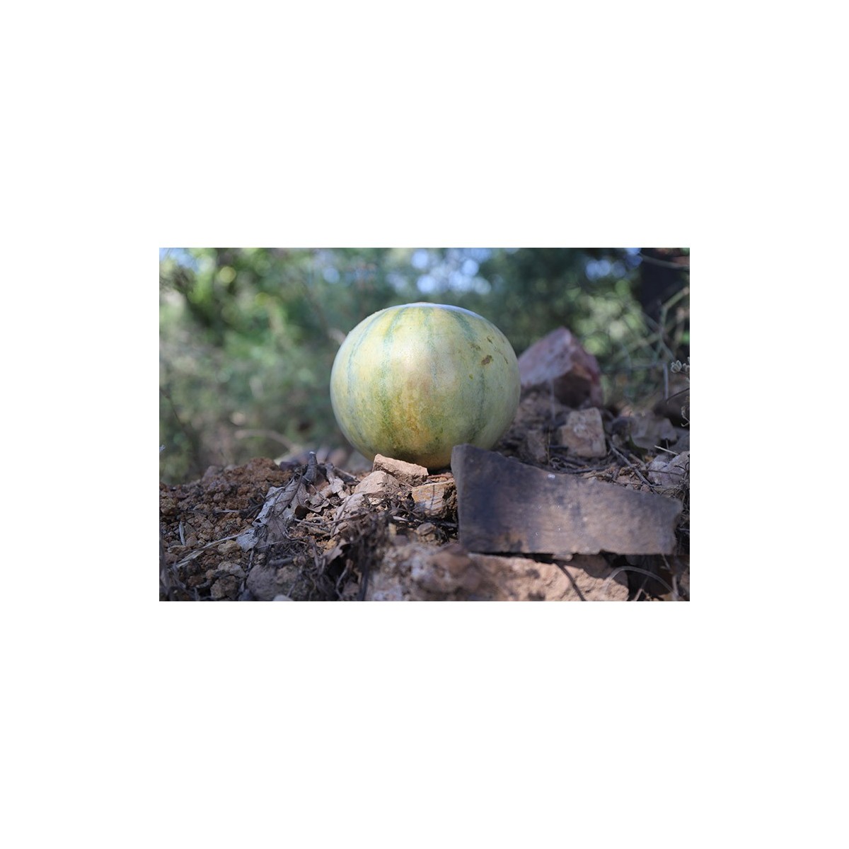 Melon Cantaloup Diamex semences bio