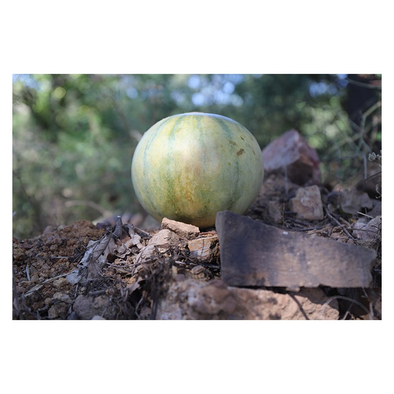 Melon Cantaloup Diamex semences bio